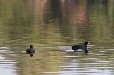 Avrasyalı bir yaban ördeği halka açık bir parkta tatlı su havuzunda yüzer. Vahşi doğada su kuşu.