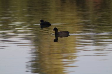 Avrasyalı bir yaban ördeği halka açık bir parkta tatlı su havuzunda yüzer. Vahşi doğada su kuşu.