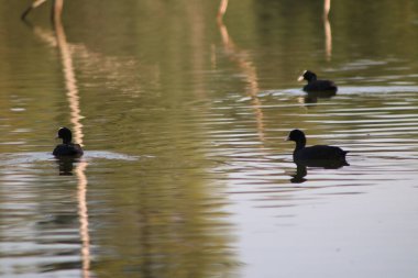 Avrasyalı bir yaban ördeği halka açık bir parkta tatlı su havuzunda yüzer. Vahşi doğada su kuşu.