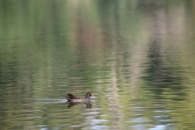 Birçok farklı vahşi kuş tatlı su havuzunda yüzer: ördekler, kazlar, leylekler, karabataklar, yaban ördekleri, kuzey kürekleri, Avrasya ördekleri, Akbalıkçıllar ve balıkçıllar. Arka plan bir parkta..