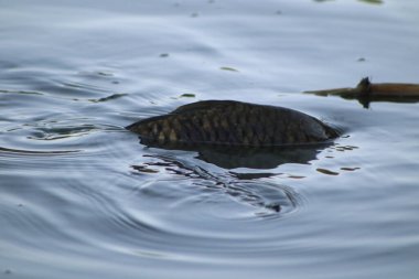 Gölet sığ hale geldi; kıyıya yakın balık derinlere yüzemez..