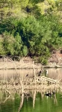 Birçok farklı vahşi kuş tatlı su havuzunda yüzer: ördekler, kazlar, leylekler, karabataklar, yaban ördekleri, kuzey kürekleri, Avrasya ördekleri, Akbalıkçıllar ve balıkçıllar. Arka plan bir parkta..