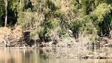 Akbalıkçıllar suyun üzerinde uçar. Halk parkının ortasında su kuşu olan bir gölet..
