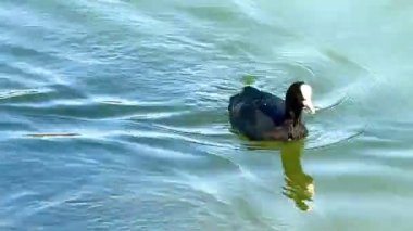 Avrasyalı bir yaban ördeği halka açık bir parkta tatlı su havuzunda yüzer. Vahşi doğada su kuşu.