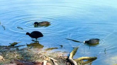 Avrasyalı bir yaban ördeği halka açık bir parkta tatlı su havuzunda yüzer. Vahşi doğada su kuşu.