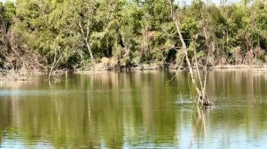 Akbalıkçıllar suyun üzerinde uçar. Halk parkının ortasında su kuşu olan bir gölet..