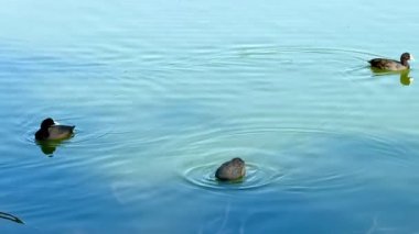 Avrasyalı bir yaban ördeği halka açık bir parkta tatlı su havuzunda yüzer. Vahşi doğada su kuşu.