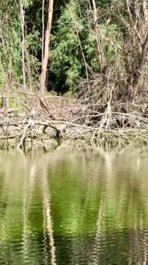 Birçok farklı vahşi kuş tatlı su havuzunda yüzer: ördekler, kazlar, leylekler, karabataklar, yaban ördekleri, kuzey kürekleri, Avrasya ördekleri, Akbalıkçıllar ve balıkçıllar. Arka plan bir parkta..