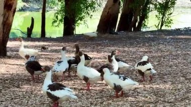 Kazlar halka açık bir parktaki tatlı su birikintisinin yanında geziniyor. Vahşi doğada su kuşu.