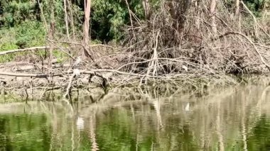 Su kuşları ve çiftlik kuşları halka açık bir parkta, vahşi doğada.