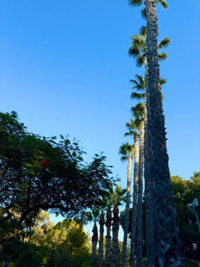 Tropikal palmiye ağaçları yaya yolları boyunca düzgün bir çizgide dikilir. Kamu parkı, Akdeniz, Kıbrıs.