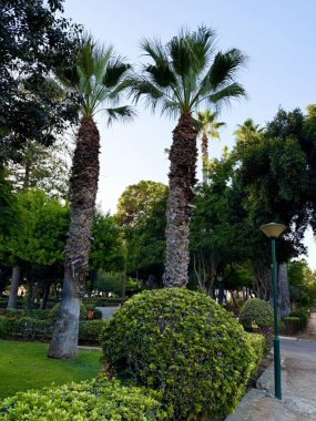 Tropikal palmiye ağaçları yaya yolları boyunca düzgün bir çizgide dikilir. Kamu parkı, Akdeniz, Kıbrıs.