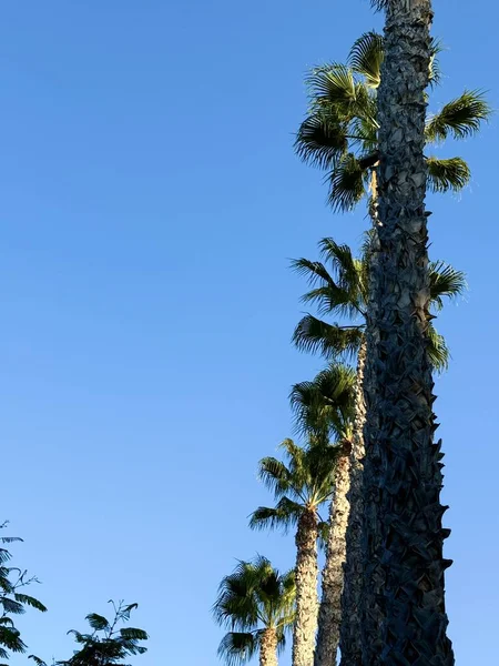 Tropikal palmiye ağaçları yaya yolları boyunca düzgün bir çizgide dikilir. Kamu parkı, Akdeniz, Kıbrıs.