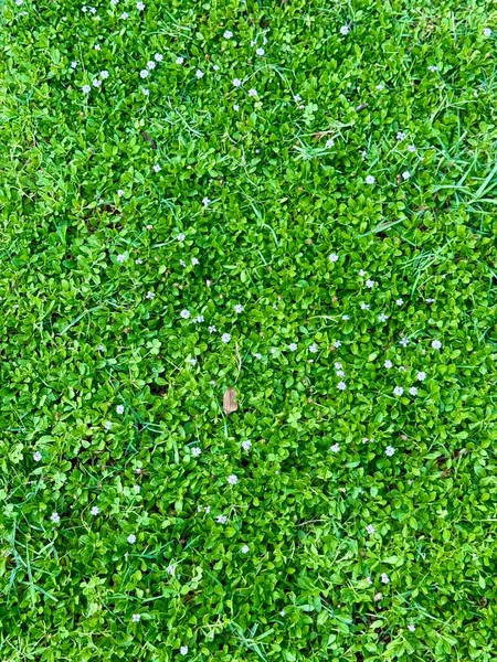 Canlı yeşil çimen tarlası dokusu. Yaz zamanı, açık yeşil çimenli bir tarla.