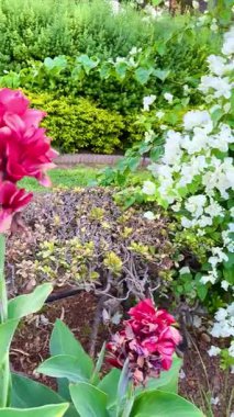 Flowers and tropical plants in a public park, Mediterranean, Cyprus island.