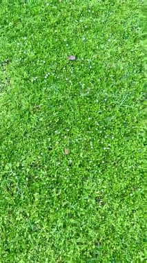 Canlı yeşil çimen tarlası dokusu. Yaz zamanı, açık yeşil çimenli bir tarla.