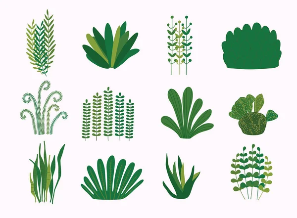 Plantes Vertes Isolées Sur Fond Blanc — Image vectorielle