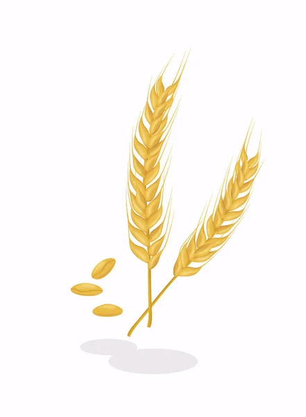 小麦穗 图标和小麦设计元素 — 图库矢量图片