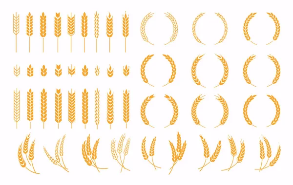 一套小麦穗图标和小麦设计元素 收获小麦 稻穗和全麦或麦田营养食品 — 图库矢量图片