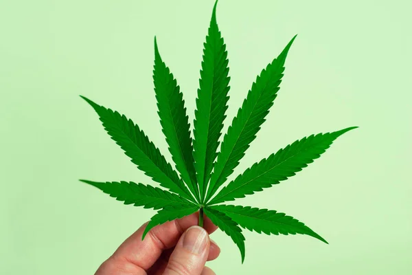 Woman Hand Holding Marijuana Leaf Medical Cannabis Hemp Plant Light — Stock Photo, Image