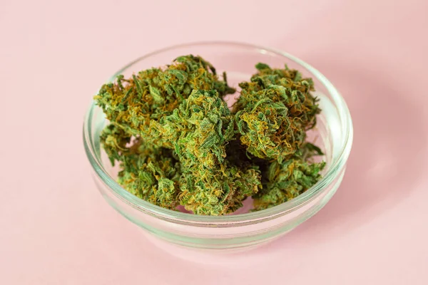 Medical Marijuana Buds Cannabis Hemp Plants Pink Background Copy Space — Stock Photo, Image