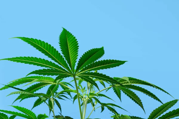 Marijuana Médicale Les Feuilles Sommet Une Plante Cannabis Chanvre Isolée — Photo