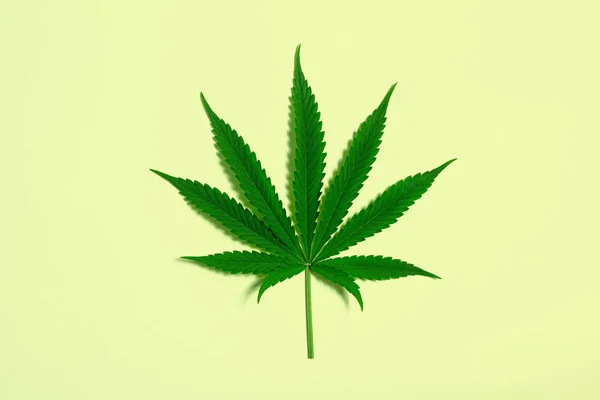 Einzelnes Grünes Cannabisblatt Aus Medizinischem Marihuana Oder Hanfpflanze Auf Hellgelbem — Stockfoto