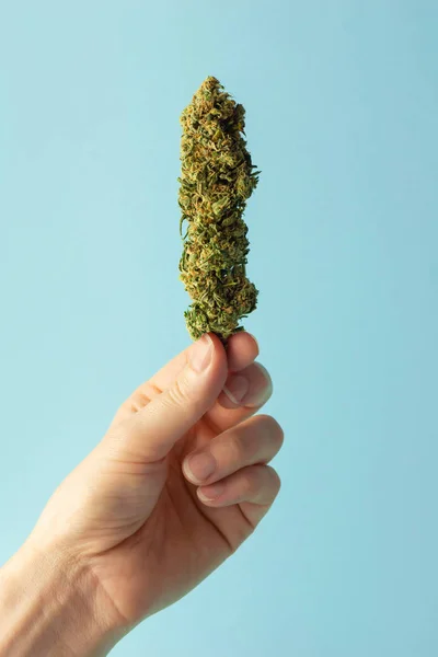 Frau Hält Cannabisknospe Aus Medizinischem Marihuana Oder Hanf Auf Hellblauem — Stockfoto