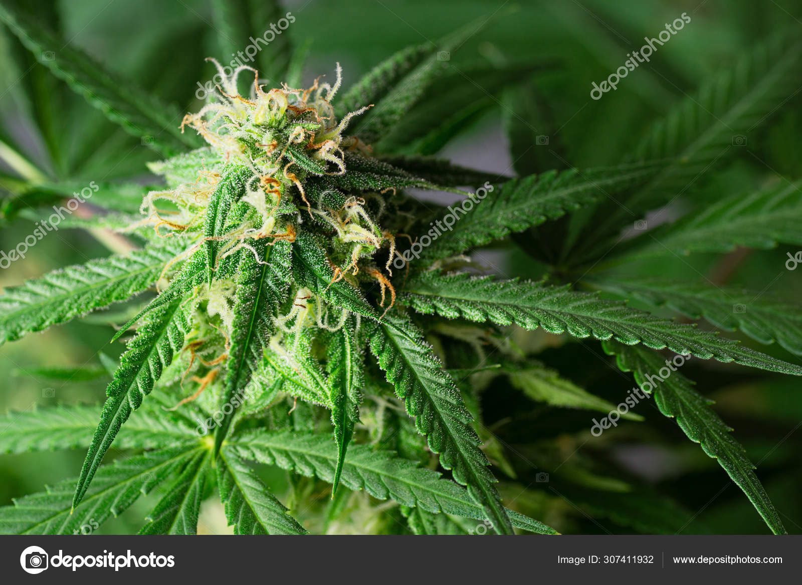 Macro Cogollos Cannabis Flores Cáñamo Planta Marihuana Medicinal Mes Etapa  — Foto de stock #307411932 © Viennetta, image size:1600x1167