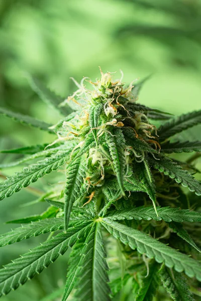 Makro Aus Cannabisknospen Oder Hanfblüten Auf Medizinischer Marihuanapflanze Monat Nach — Stockfoto