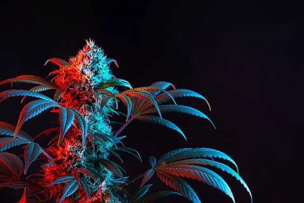 Vaporwave Rouge Bleue Double Tonalité Floraison Marijuana Médicale Plante Chanvre — Photo