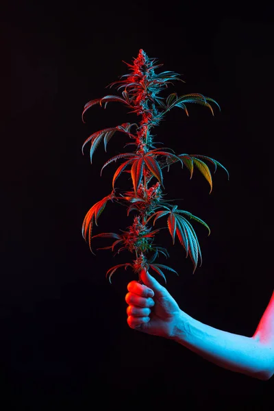 Dual Toned Red and Blue Vaporwave Woman\'s Arm Holding Medical Marijuana or Hemp Plant Stem Isolated on Minimalist Black Background