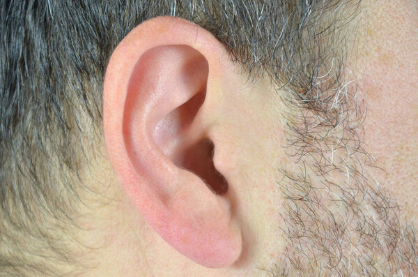 Крупный план правого уха белого кавказца
