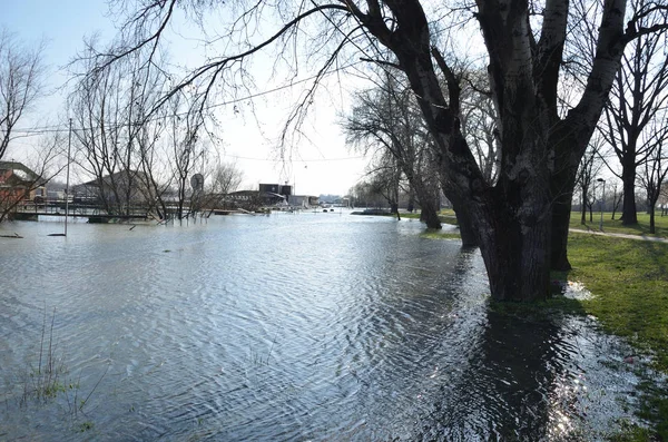 Agua Del Río Durante Una Inundación Con Árboles Inundados Una —  Fotos de Stock