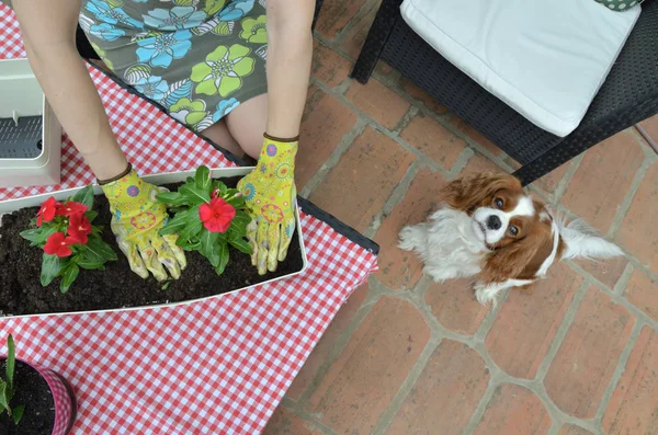 Woman wearing garden gloves potting a red flower and having a company of her pet