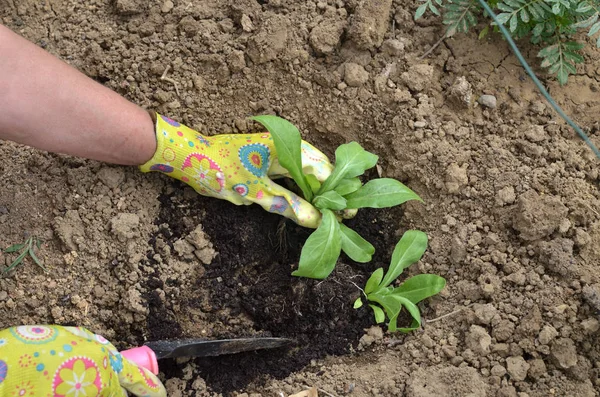 Hands in garden gloves planting a plant in a garden soil - top view