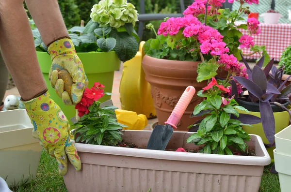 Mãos Luvas Jardim Potting Flor Vermelha Jardim Exuberante Primavera — Fotografia de Stock