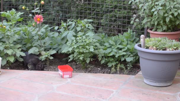 Gatito Negro Acerca Cuidadosamente Caja Plástico Con Leche Agua Jardín — Vídeos de Stock