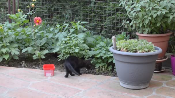 Kleine Jonge Zwart Binnenlandse Kitten Verstopt Achter Een Bloempot Een — Stockvideo