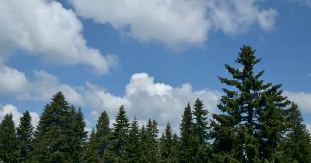 Kozalaklı Ağaçlar Bir Dağın Üzerinden Akan Bulutlar Timelapse — Stok video