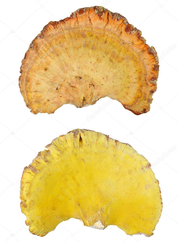 Edible mushroom - chicken-of-the-woods - isolated on white background (averse and reverse)