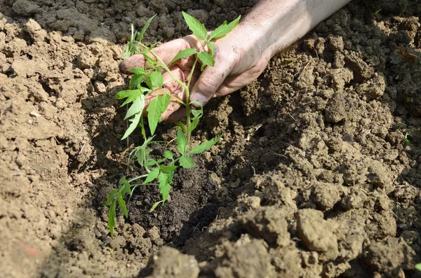 Посадка Розсади Помідорів Саду Задньому Дворі Навесні — стокове фото