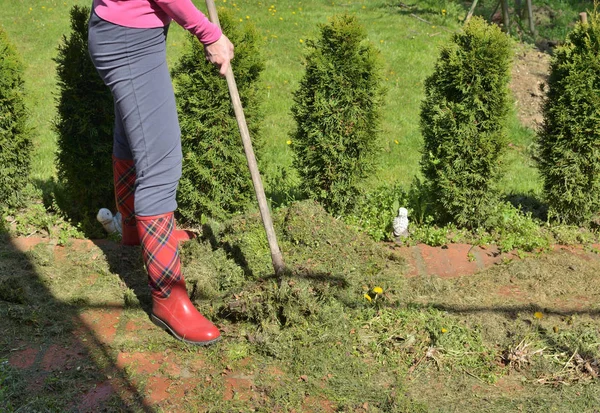 Mujer Rastrillando Hierba Fresca Segada Césped Jardín Jardín —  Fotos de Stock