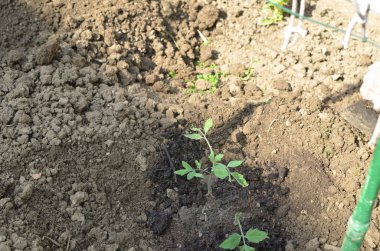 Satır bahar arka bahçesinde dikildi homegrown domates fidan