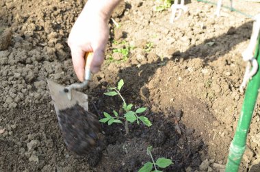 Erkek el aracı baharda iç bahçede domates fide dikim süre tutarak