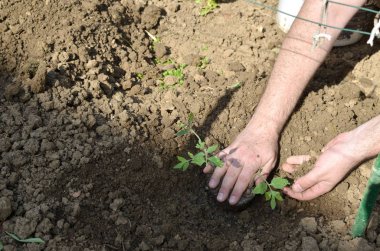 Erkek özel bir organik bahçe Dikim domates fide baharda eller.