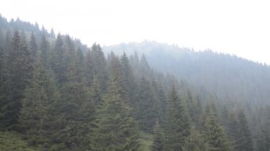 Sisli, bulutlu bir günde bir dağda ormanlarda kozalaklı ağaçlar üzerinde sağa kaydırma.