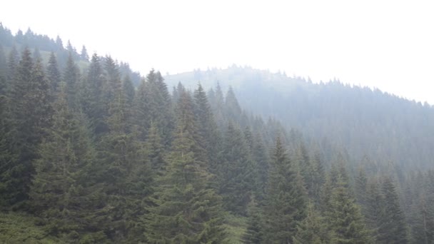 Przesuwanie Prawo Nad Iglastych Drzew Lasach Górach Dzień Pochmurny Mglisty — Wideo stockowe