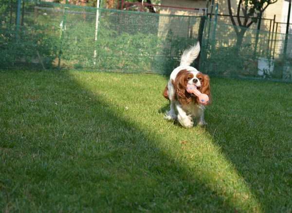 Sevimli Köpek Cavalier King Charles Spaniel Sevinçle Bir Oyuncakla Bahçe — Stok fotoğraf