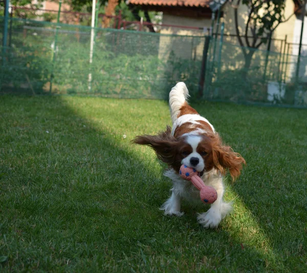 Sevimli Köpek Cavalier King Charles Spaniel Sevinçle Bir Oyuncakla Bahçe — Stok fotoğraf